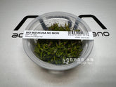 ADA 紫宫廷 Rotala rotundifolia 'Hra' IC043